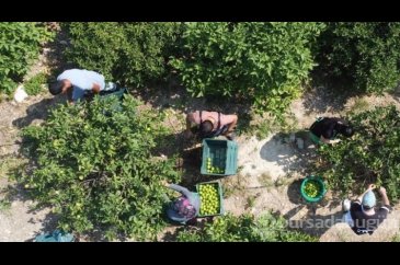 Bu limon 'yeşil limon'