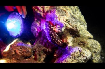İzmir'in Karaburun ilçesi kıyılarında gece dalışlarına ilgi artıyor
