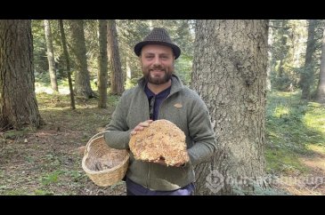  Abant Gölü Milli Parkı'nda mantar avı!