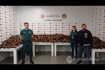 İstanbul Havalimanı'nda 10 bin 300 adet tilki kuyruğu ele geçirildi 
