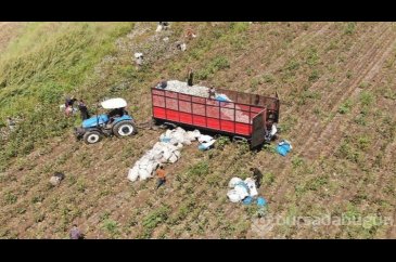 Depremzede tarım işçilerinin zorlu mesaisi: Kiloyla topluyorlar!