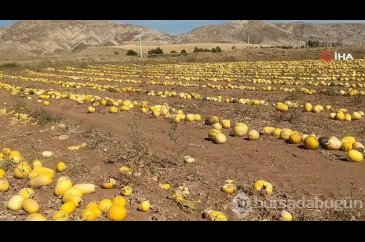 Bozkırda ilk kez ekti, 15 tonluk verim aldı!