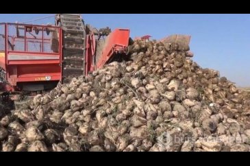 Şeker pancarının başkentinde hasat mesaisi