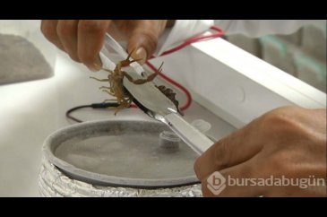 Babasının merakı zengin etti... Gramı küçük bir servet!