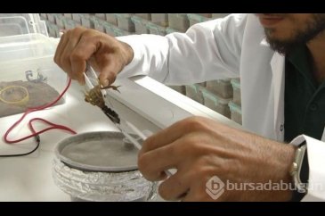 Şanlıurfa'da üretti, dünyanın dört bir yanına zehir satıyor! Litres...
