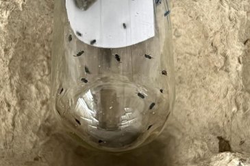 'Bu böcek görüldüğü yerde hemen imha edilmeli' 