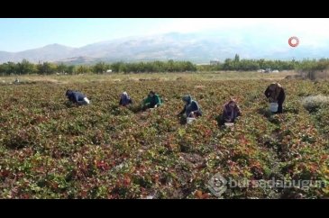 30 hektarlık alanda çilek ürettiler, şimdi de siparişlere yetişemiy...
