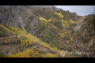 Kop Dağı'nda sonbahar
