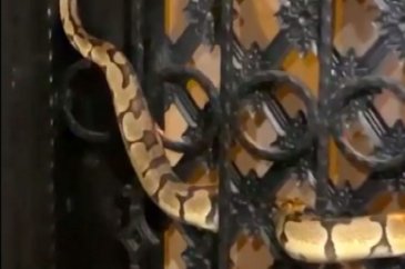 Akşam saatlerinde siteye gelenler fark etti! Korkudan dondu kaldıla...