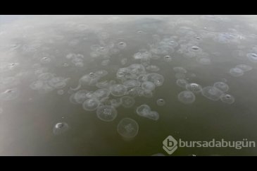 İzmit Körfezi'nde denizanası istilası
