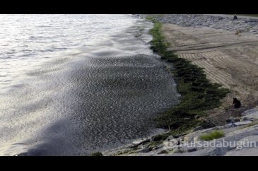 Avcılar sahili yosunla kaplandı
