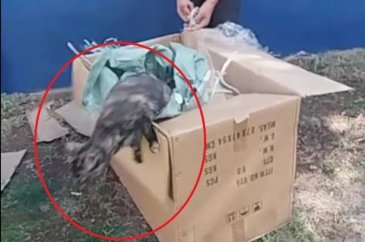 Poşete koyduğu kedileri parka bıraktı

