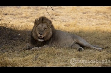Afrika'nın doğa harikalarından Okavango Deltası'nda kuraklık hakim
