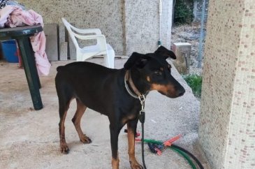 Korhan Berzeg'i arama çalışmalarında yeni karar!