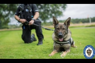 İngiliz uzman açıkladı: Köpek saldırısında yapmanız gereken 3 şey
