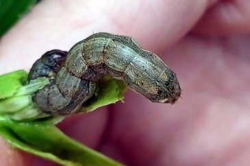 Çiftçilerin yeni düşmanı! Her yeri istila etmeye başladı