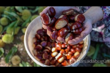 Kestanenin 100 gramı 50 liradan satılıyor!