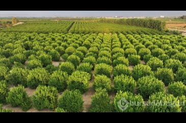 Çukurovalı limon üreticileri fiyat desteği istiyor
