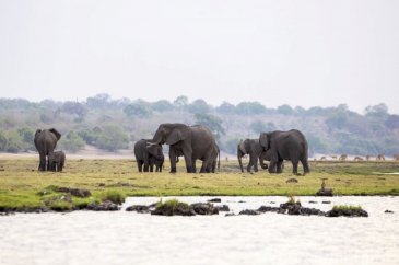 Chobe Ulusal Parkı: Afrika'nın fil cenneti