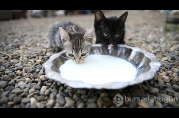 Kedi sevgisi müteahhitlerin tekliflerine "dur" dedirtti