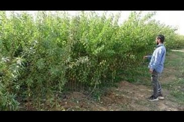 Malatya'da üreticiler işçi bulmakta güçlük çekiyor