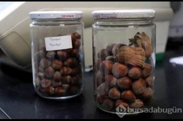 Kayseri fındığının DNA'sı ortaya çıkarıldı