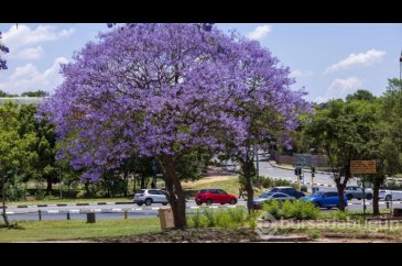Johannesburg sokakları mor çiçeklerle kaplandı
