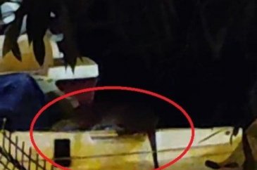 Bursa'da ortaya çıkan canlı gören herkesin elini ayağını birbirine ...