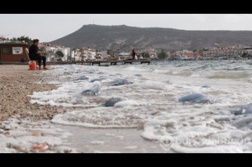 Foça kıyıları denizanası kaplandı
