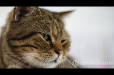 Kedi sahibini kurtardı