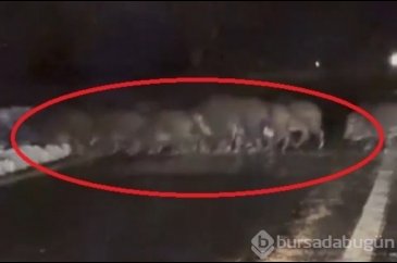 Bursa'da domuz sürüsü yola indi