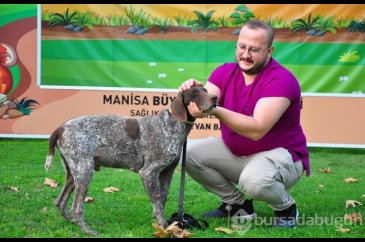 Manisa'da kırılan bacağına platin takılan köpek, yeni yuvasını arıyor