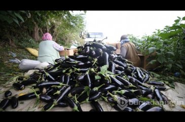 Gönen'de yıllık 7 bin 753 ton patlıcan üretimi
