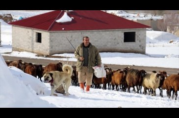 Ağrılı besicilerin kar üzerindeki mesaileri erken başladı
