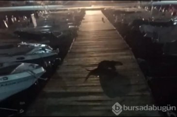 Bursa'da kediyi kovalayan su samuru, renkli görüntüler oluşturdu