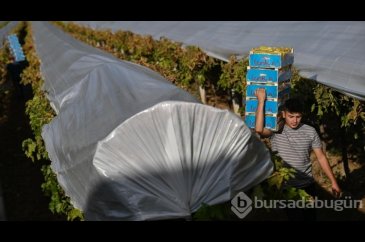 Manisa'da üzüm hasadı kış koşullarında da sürüyor