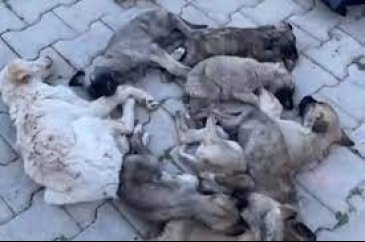 Afyonkarahisar'da barınakta aç kalan köpekler birbirlerini yedi