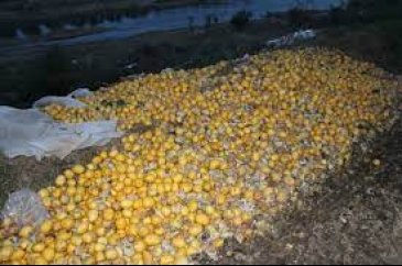 Adana'da tonlarca limon dere yatağına döküldü