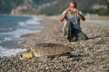 153 bin yavru caretta caretta denizle buluştu