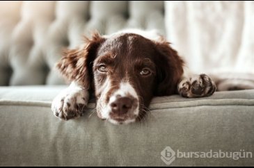 ABD'de gizemli hastalık: Köpekler arasında yayılıyor!