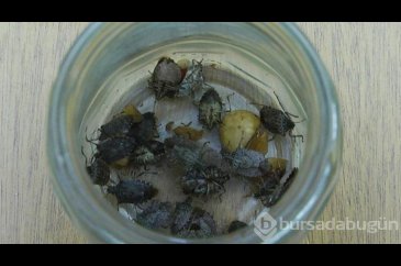 Karadeniz'in yeni kabusu 'kahverengi kokarca', fındık rekoltesine y...