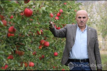 Büyükşehirlerde 4 kat daha pahalı satılan elma üreticisinden fiyat ...