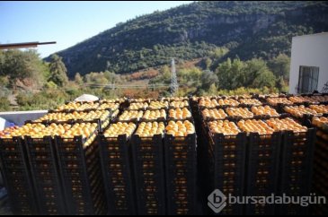 Bir ağaç 100 kilo ürün veriyor! Üreticiye kazandıran meyve