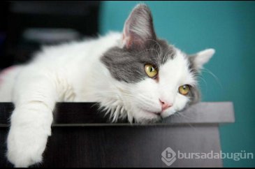 Kedilerin stresini kliniğinde bulunan piyanoyla azaltıyor