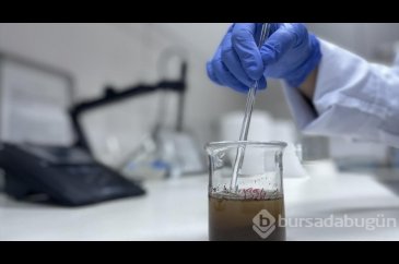 Antalya'daki ormanlar için uygun ağaçlar belirleniyor
