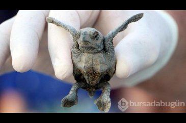 Denize ulaşan yavru caretta sayısı iki kat arttı
