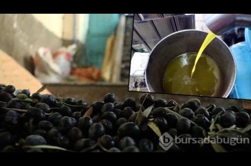 Kuraklık nedeniyle zeytinyağında verim yüzde 50 düştü, fiyat yüzde ...
