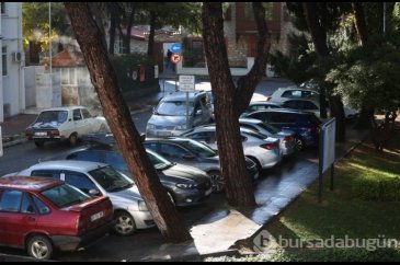 Çam ağacındaki manzara görenleri yoldan çevirdi