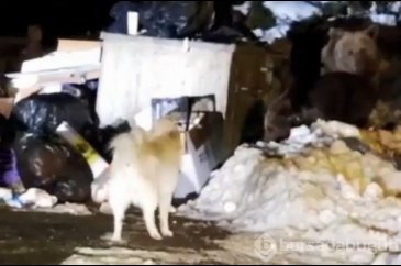 Uludağ'ın 'Uyuyamayan' ayı ailesi kendilerini rahatsız eden köpeğe ...