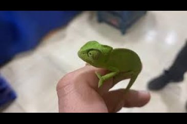 Mandalina kasasından bukalemun çıktı!